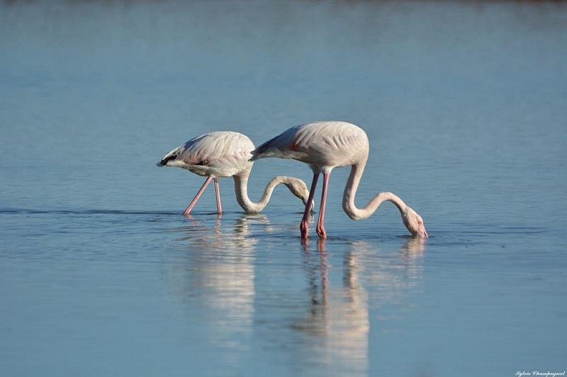 Flamands roses_Bages11.jpg